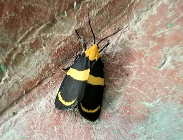 fam. Erebidae. Colombia. 10 Jan 2017, By Rocio Rivillas